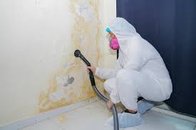 Environmental Consulting for Mold Prevention in Scanlon, MN